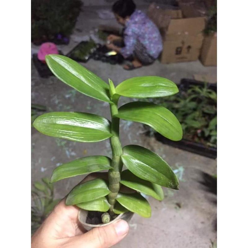 Lan , cây cực đẹp