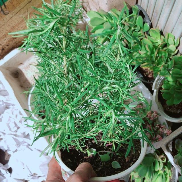 Chậu Hương Thảo