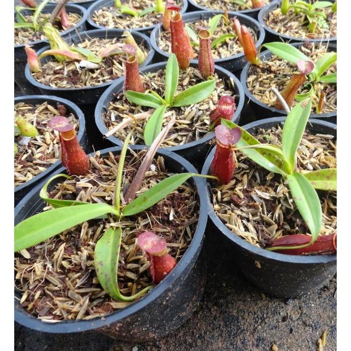 Hạt giống cây bắt mồi nắp ấm - Gói 10 hạt-kèm gói kích mầm