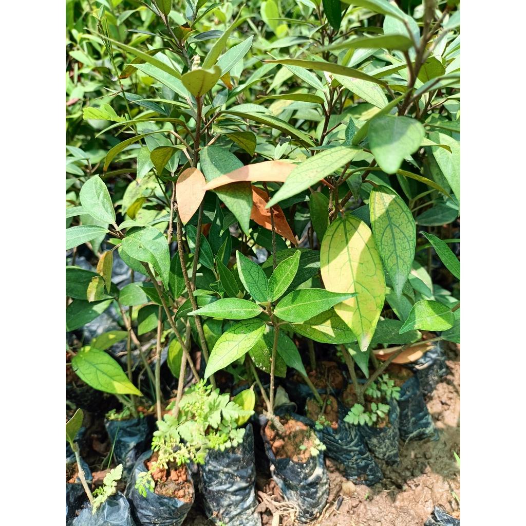 Combo 2 cây giống khổ sâm