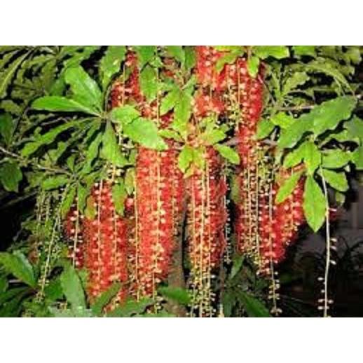 Hạt giống cây lộc vừng hoa đỏ - 1 Gói 5 hạt