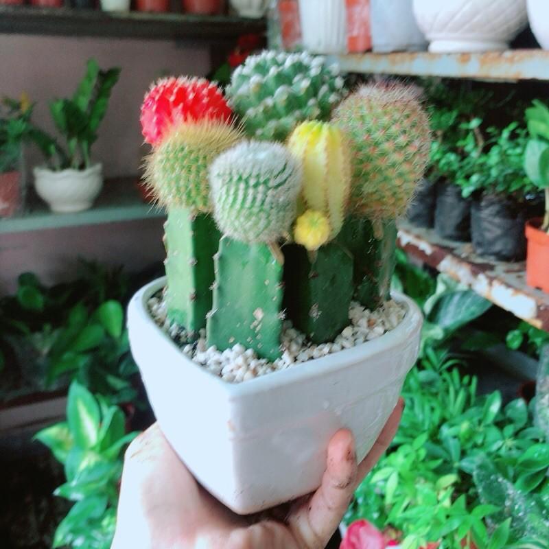 Chậu Xương Rồng Tiểu Cảnh