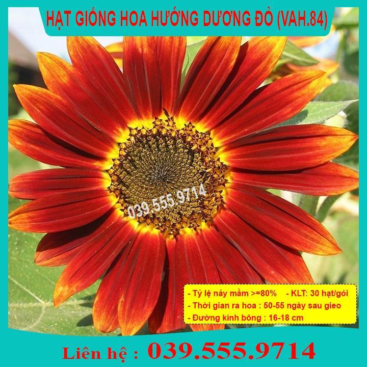 HẠT GIỐNG HƯỚNG DƯƠNG ĐỎ  GIỐNG CHUẨN, CHẤT LƯỢNG TỐT