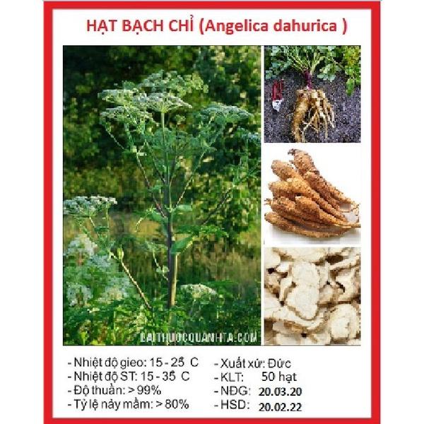 Hạt giống Cây Dược Liệu Bạch chỉ - Gói 50 Hạt/tặng kèm gói phân bón lót