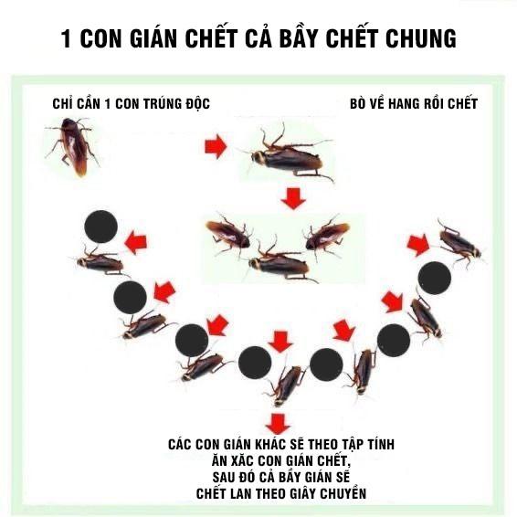 Viên Dán Tường Diệt Gián Hoặc Côn Trùng Tiện Lợi 1 Hộp