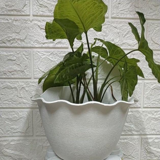 Chậu Ốp Tường - Chậu Nhựa Trồng Cây Treo Tường Decor Đẹp - Kích thước 25x16x16cm vật tư cây trồng