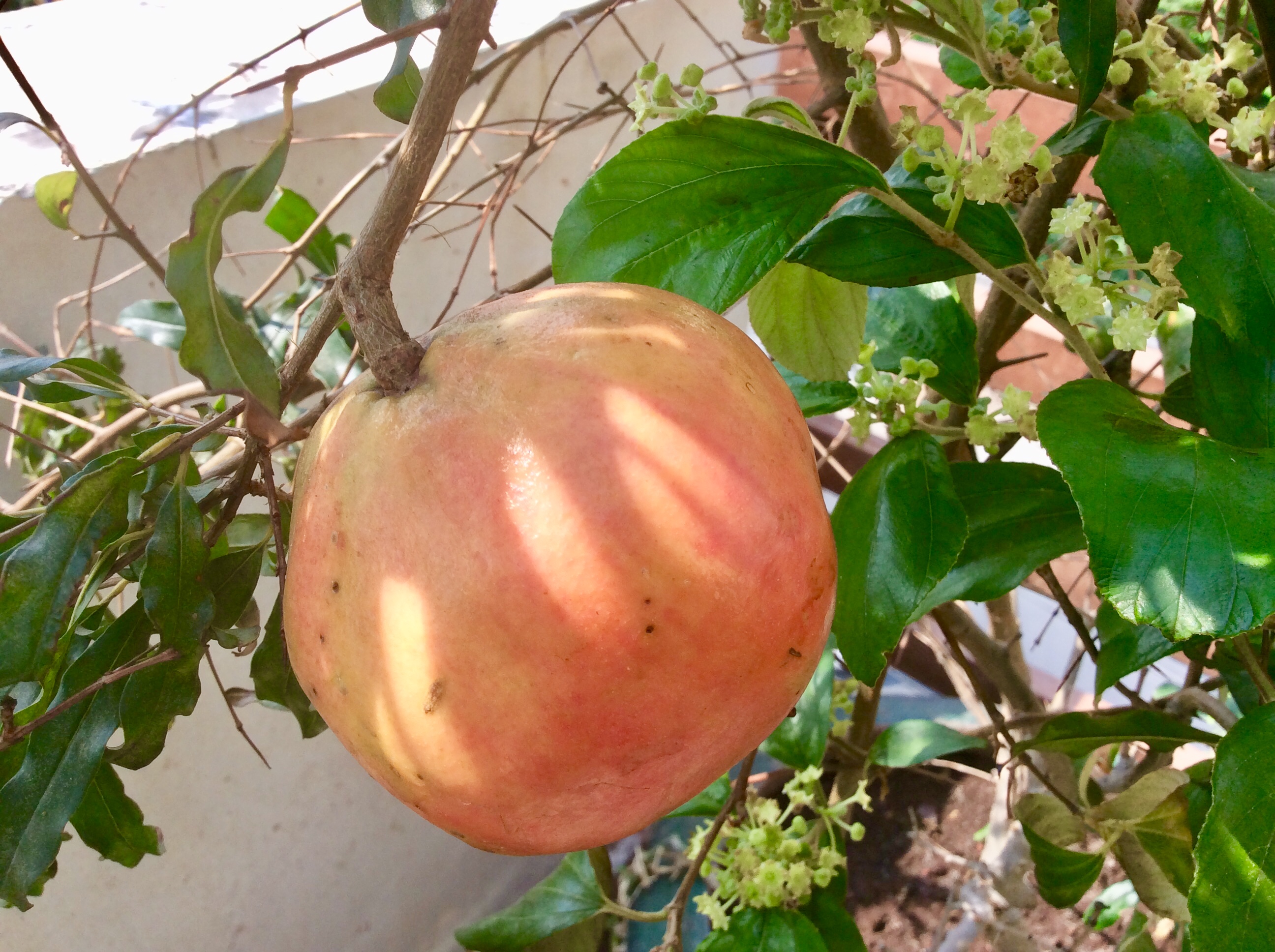 1L Phân Hữu Cơ Đạm Cá Tôm giàu Kali pha ra 400L Bón Cây Ăn Trái, Rau & Hoa Cảnh