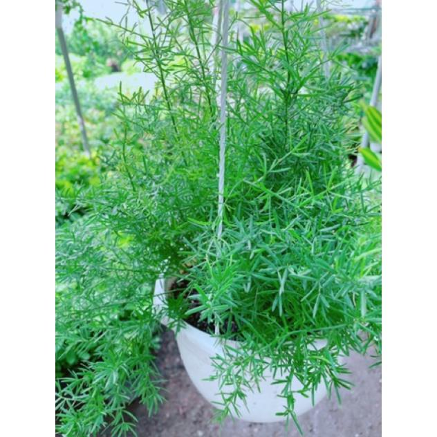 Cây thiên môn đông chậu treo to đẹp