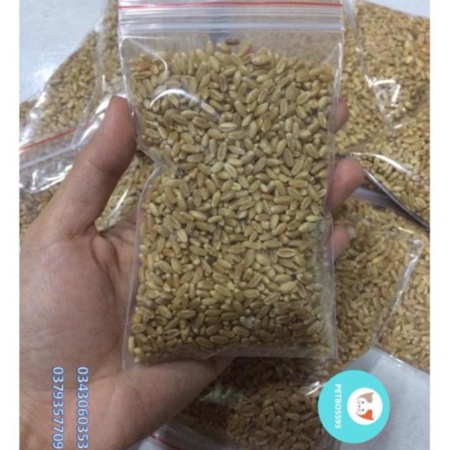 Hạt giống cỏ mèo từ hạt lúa mạch