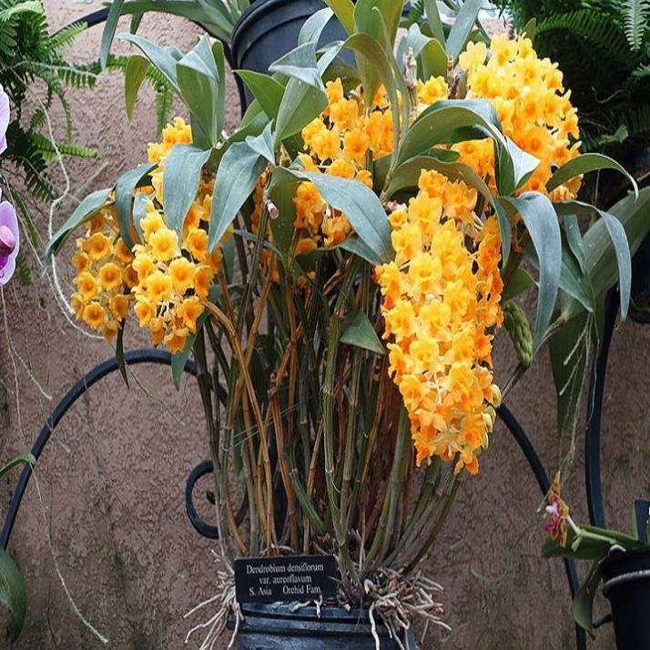 CHẬU LAN KIỀU VÀNG MỠ GÀ ,DÒNG LAN THỦY TIÊN