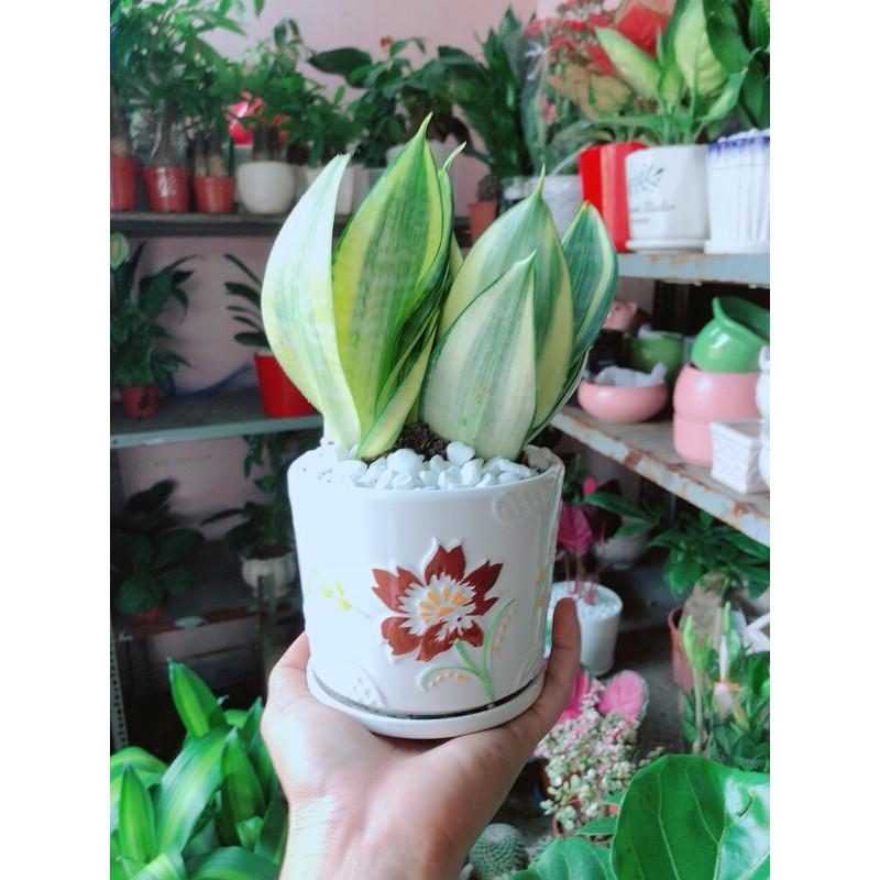 Chậu Lưỡi Hổ Thái Vàng