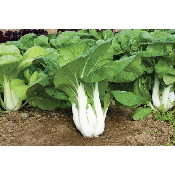 Hạt giống rau cải thìa trắng cao sản - gói 10g - giống tuyển chọn dễ trồng năng suất cao