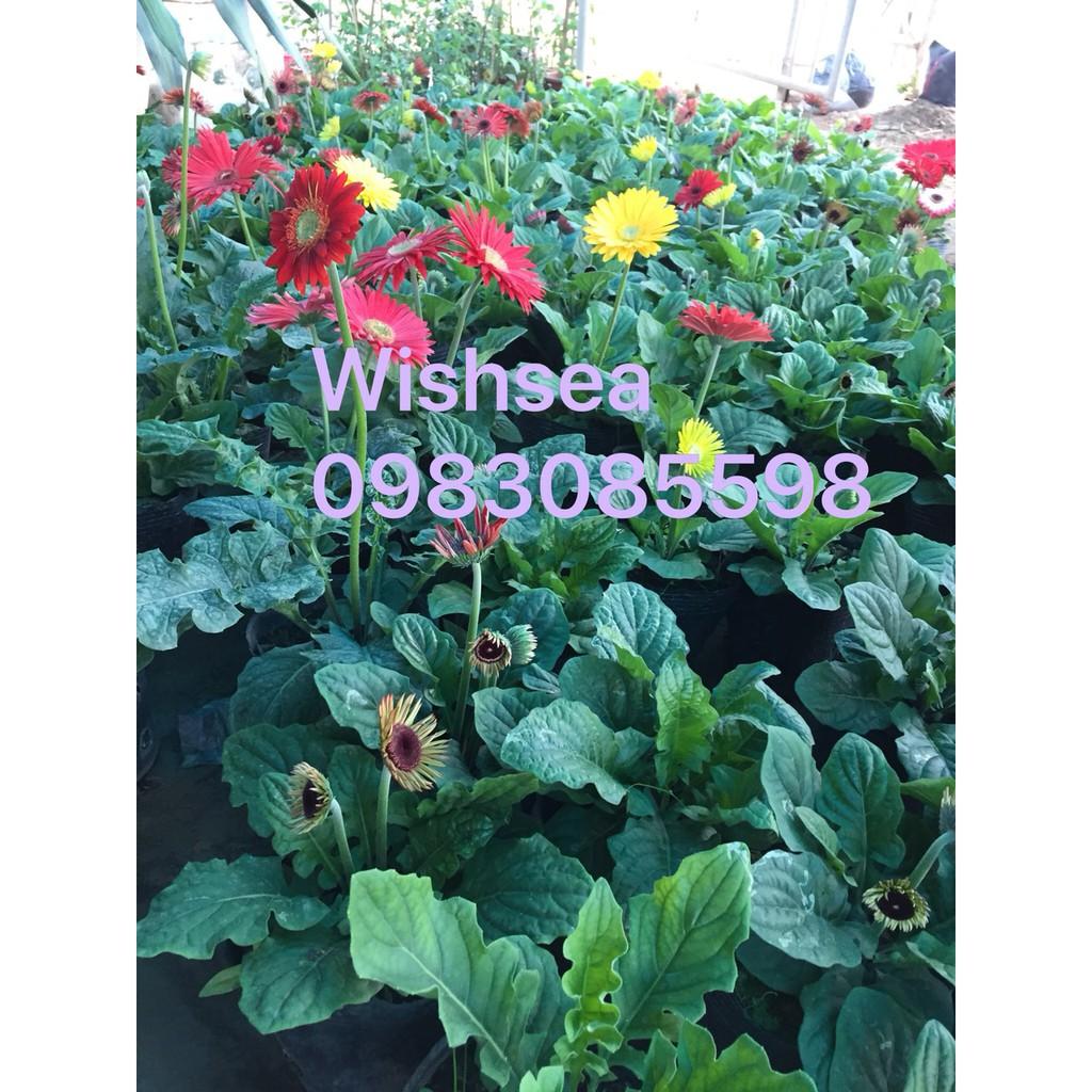 Cây hoa đồng tiền lùn