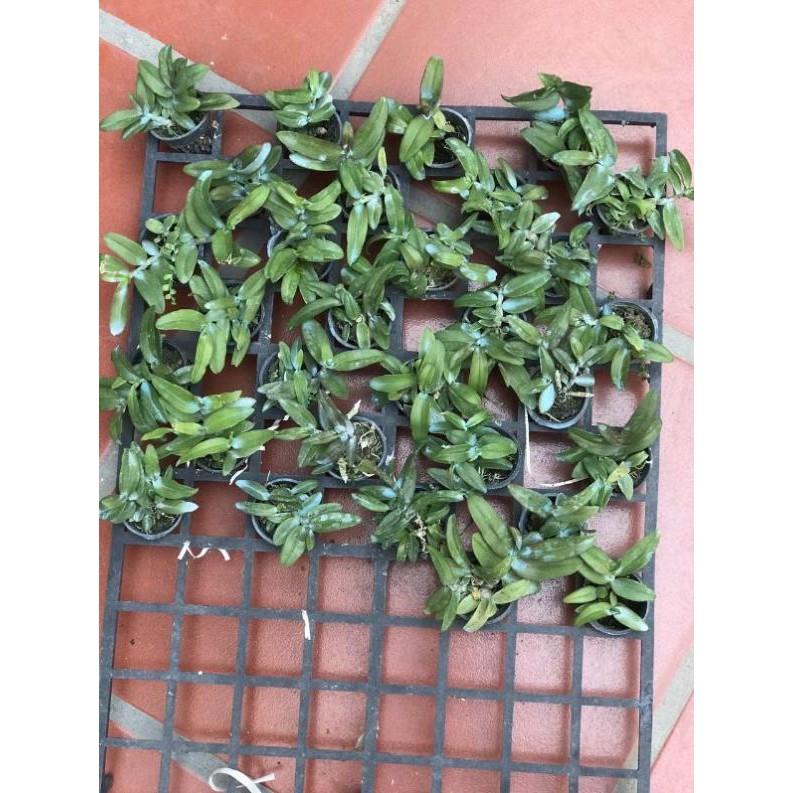 Nù tam bố cây giống siêu đẹp