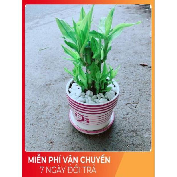 Chậu Trúc Phát Tài