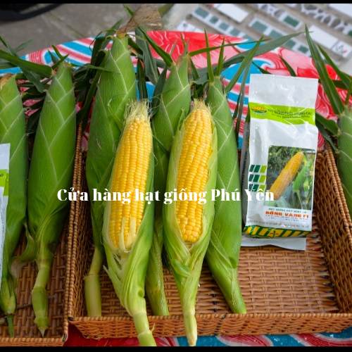 1 kg Hạt giống bắp ngọt rồng vàng F1 trái to