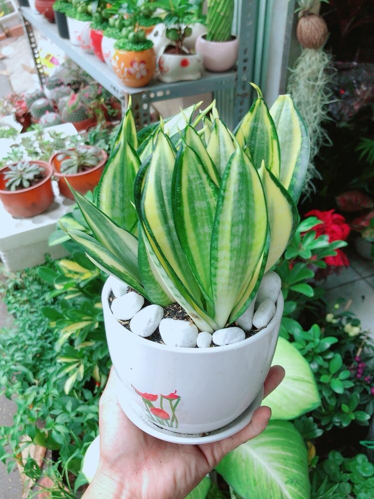 Chậu Cây Lưỡi Hổ Thái Vàng