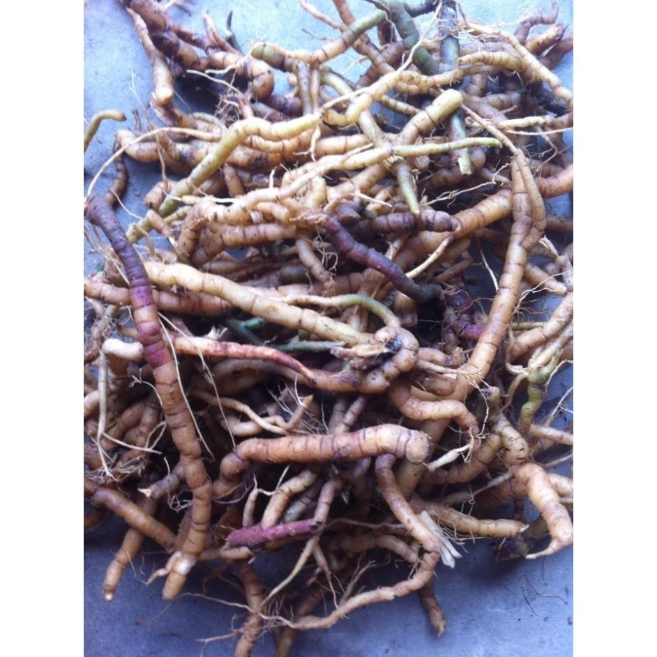 COM BO 3 BA KÍCH TÍM - cây giống gửi đi nguyên bầu