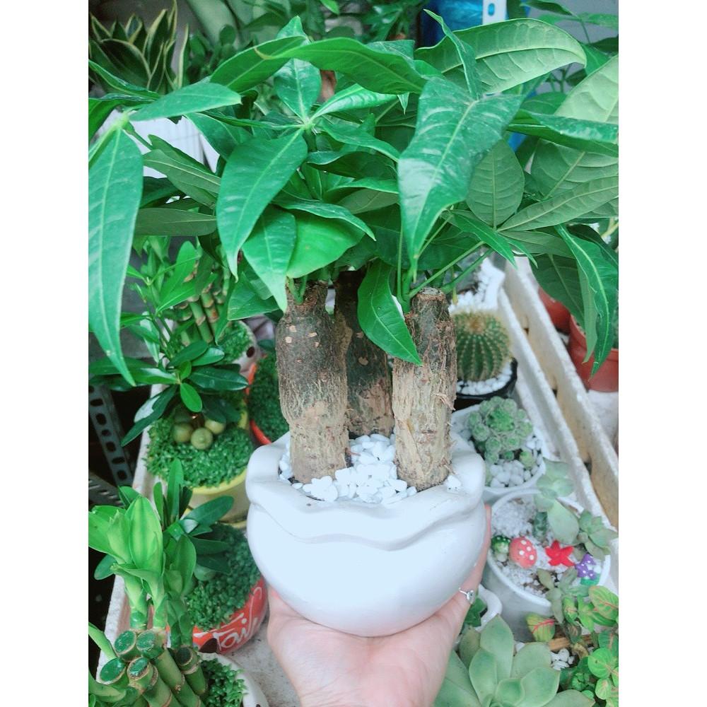 Chậu Cây Kim Ngân