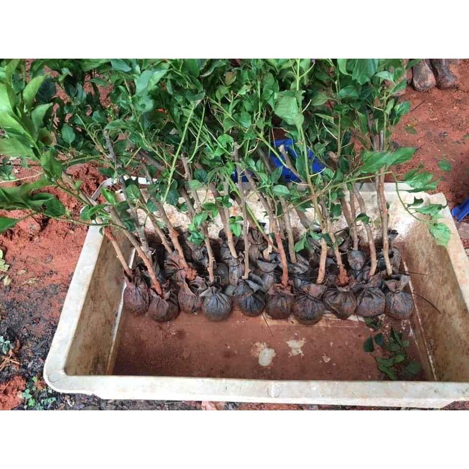 Hoa giấy ngũ sắc