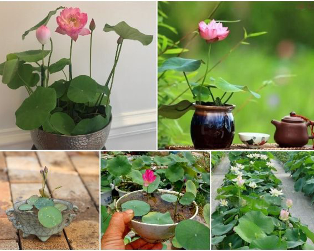 Combo 10 Hạt Giống Hoa Sen Nhật Mini Mix Nhiều Màu - RH009
