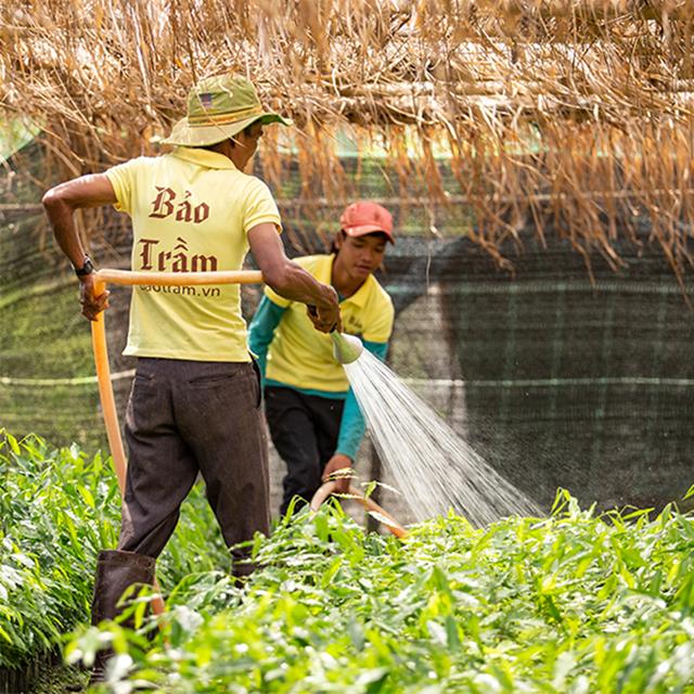 Bảo Trầm - Nhang Vòng Trầm Hương 12h - Thời gian cháy lâu 12 giờ - Thích hợp để cúng dâng lên chư phật và gia tiên vào những dịp Lễ, Giỗ Chạp