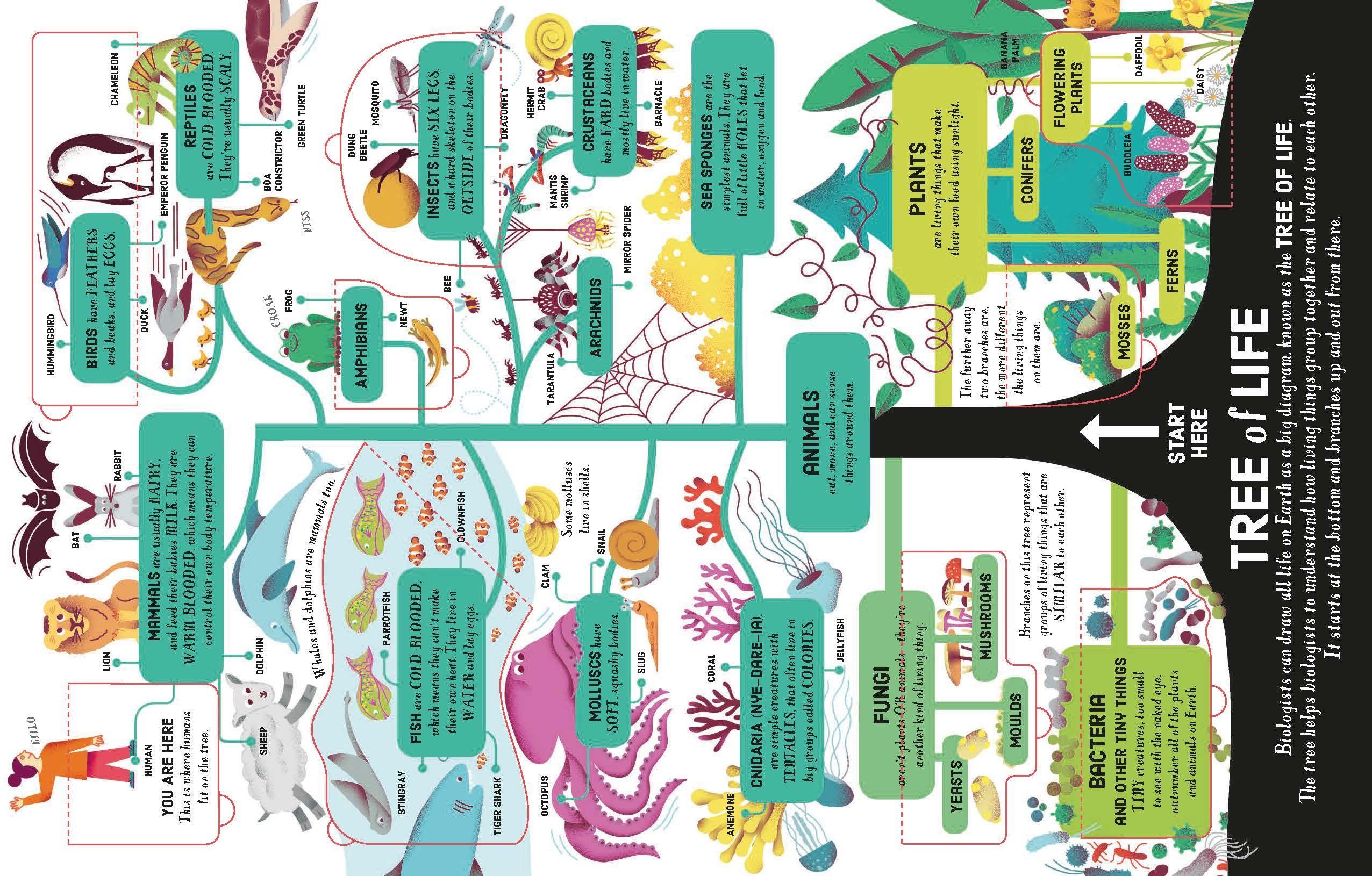 Sách ngoại văn: Lift-the-flap Biology