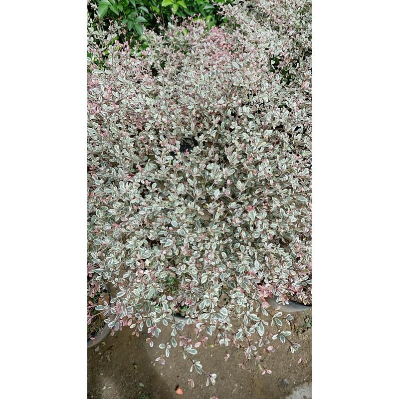 Cây Bàng Nhật