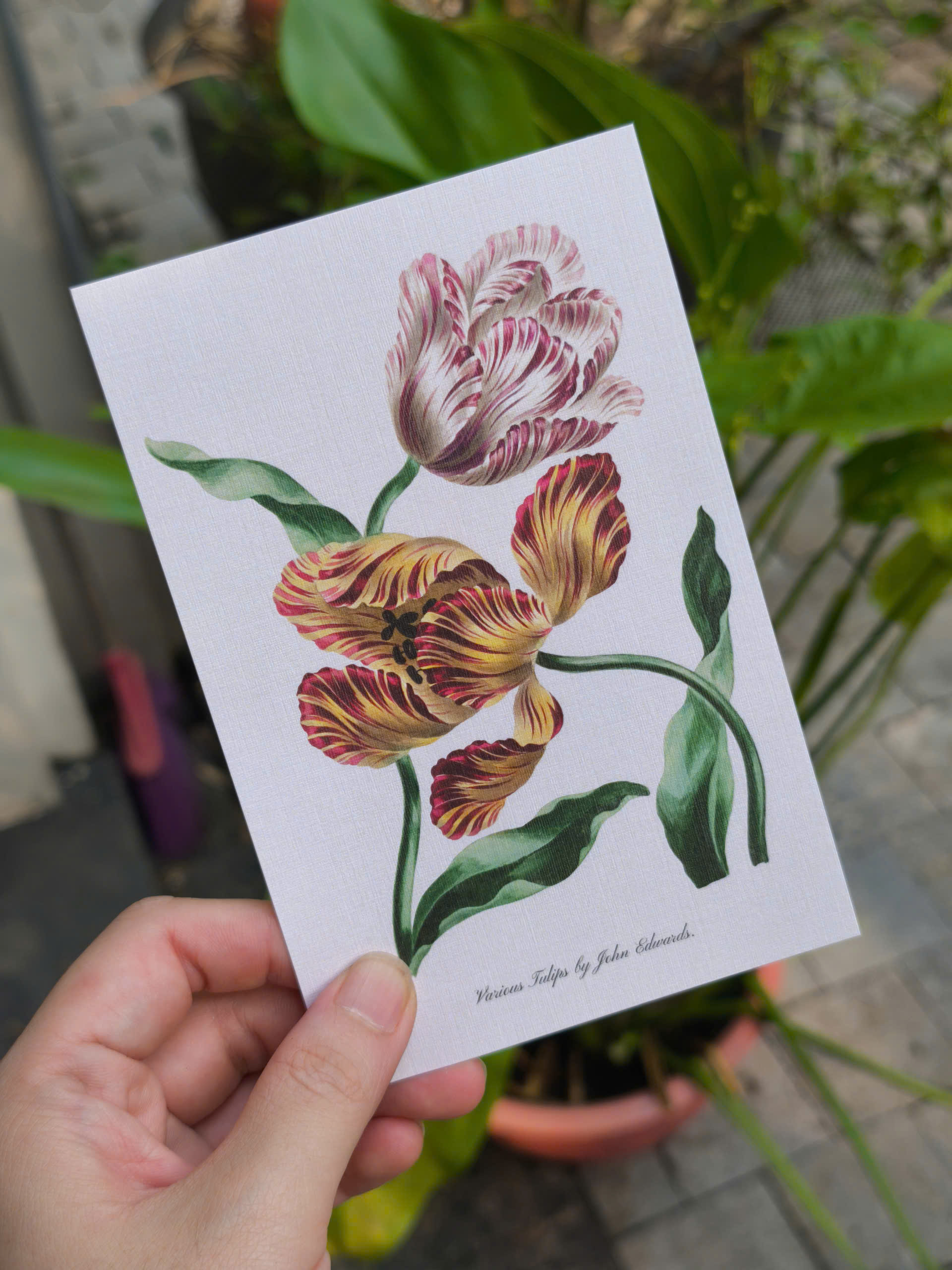 BỘ 100 POSTCARD PETALA & FOLIA - Minh Họa Thực Vật Nghệ Thuật - Giấy Mỹ Thuật 300g Cao Cấp - Nho Xanh