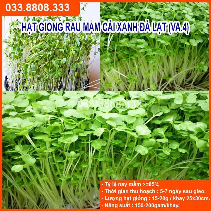 50G HẠT GIỐNG RAU MẦM CẢI XANH ĐÀ LẠT  NẢY MẦM NHANH