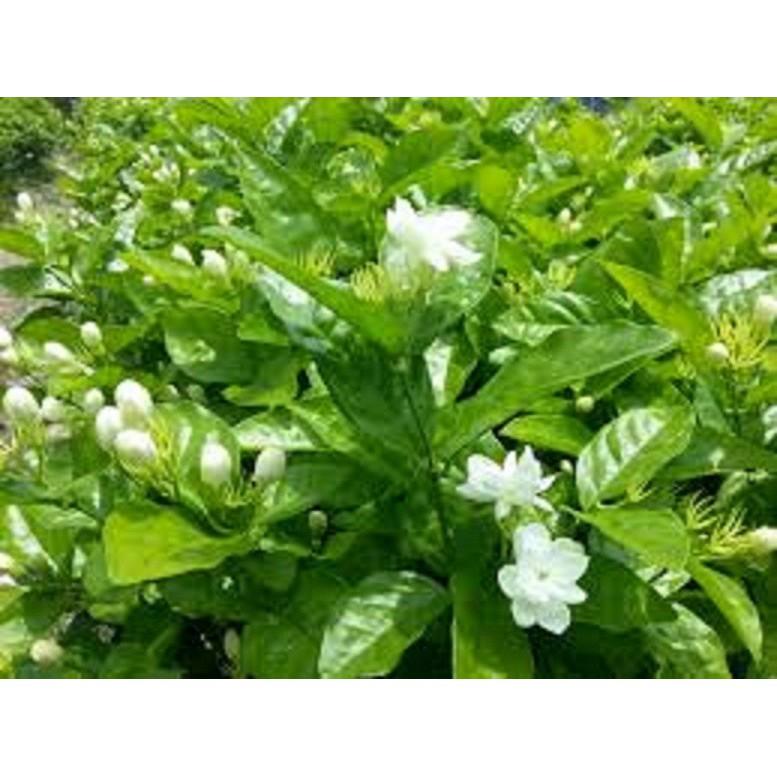 HOA NHÀI TA TRẮNG CỔ TUYỆT THƠM