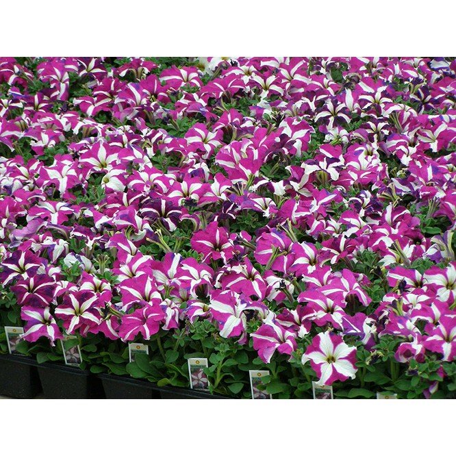 Hạt giống hoa Dạ yến thảo sọc mix màu gói 100 hạt