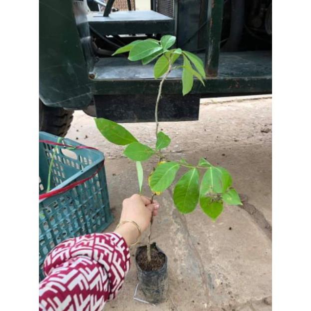 Cây Bằng Lăng Tím
