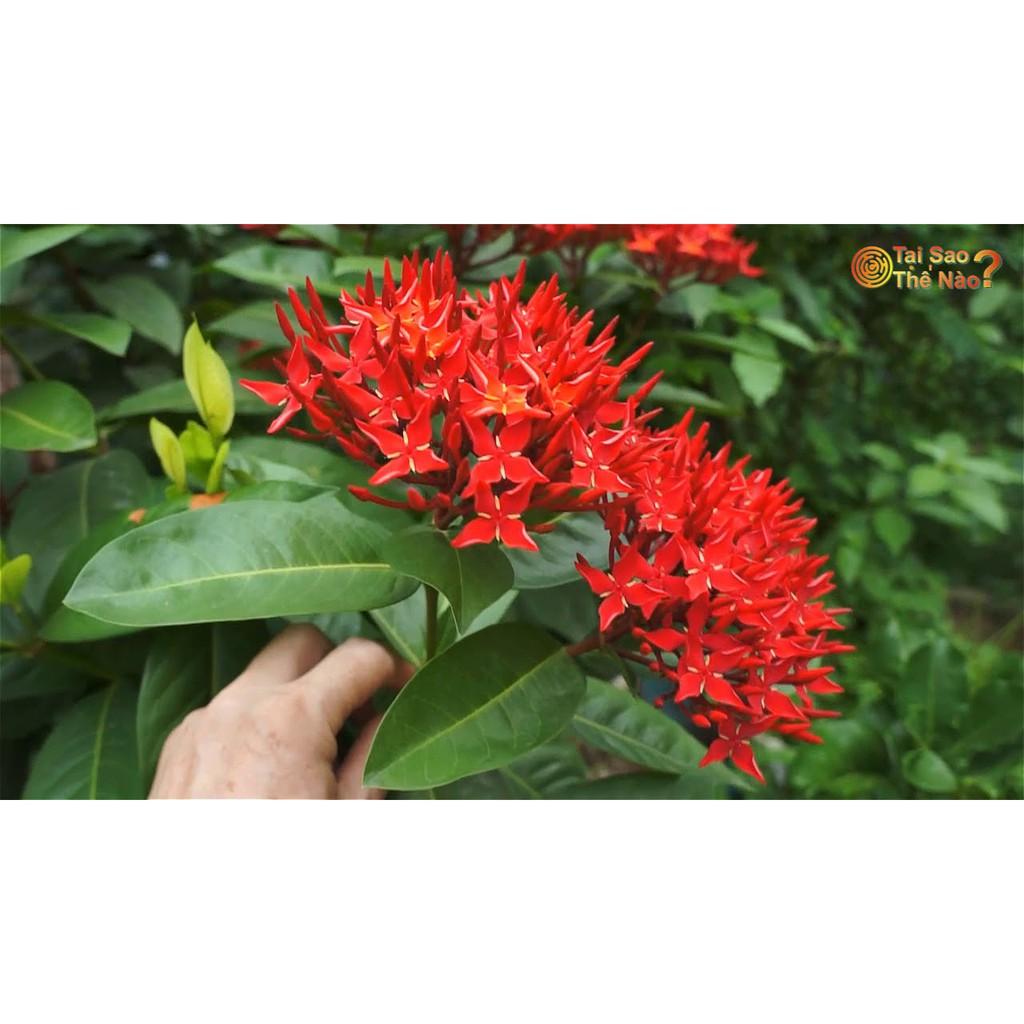 Hoa mẫu đơn đỏ hồng mỹ -bầu cây lớn đang hoa