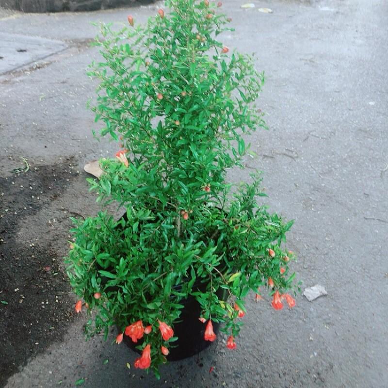 Cây Lựu Đang Ra Hoa