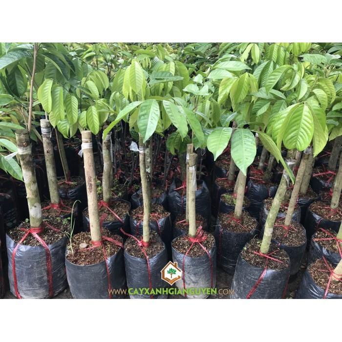 Cây giống BÒN BON siêu sai quả - Cây giống F1