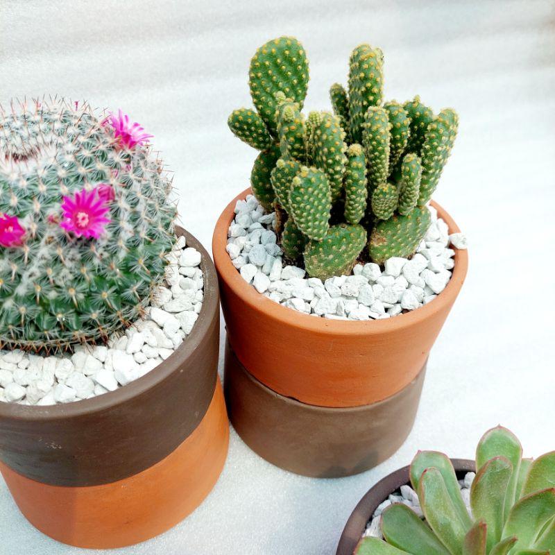 Chậu đất nung, chậu sen đá - Trụ 126, miệng chậu 12cm, chiều cao 6cm