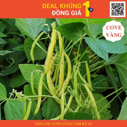 Gói 10 hạt giống đậu cove vàng (đậu cô bơ) - Làm vườn cực dễ cùng anh kỹ sư