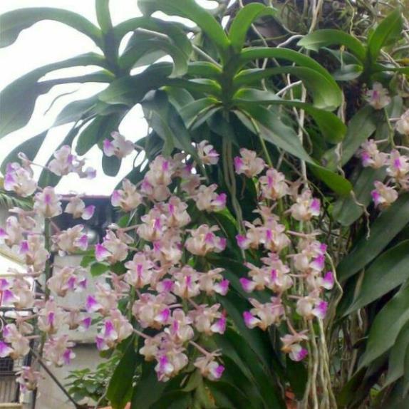 Hoa phong lan tam bảo sắc