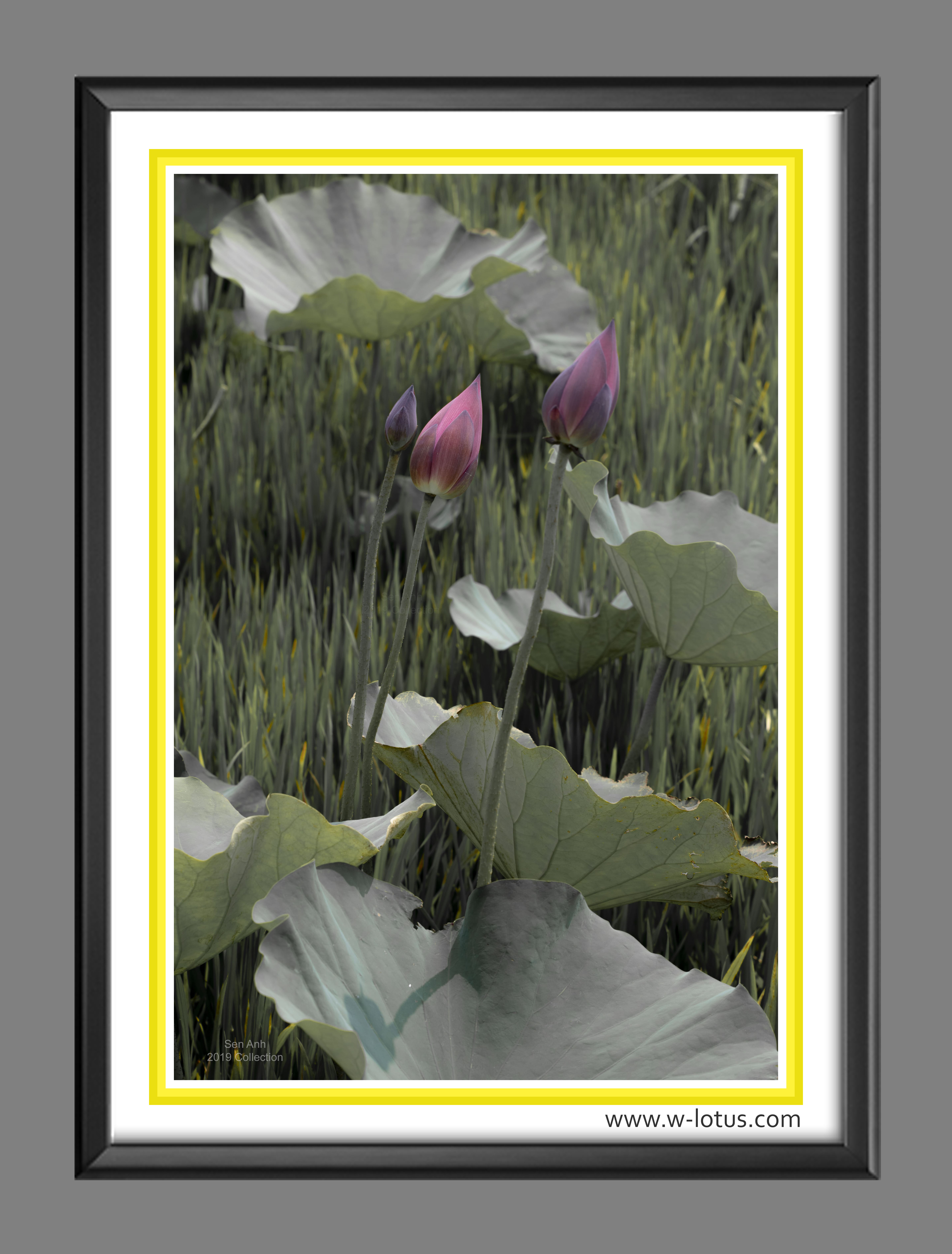 Tranh canvas hoa Sen treo phòng khách ST-00330