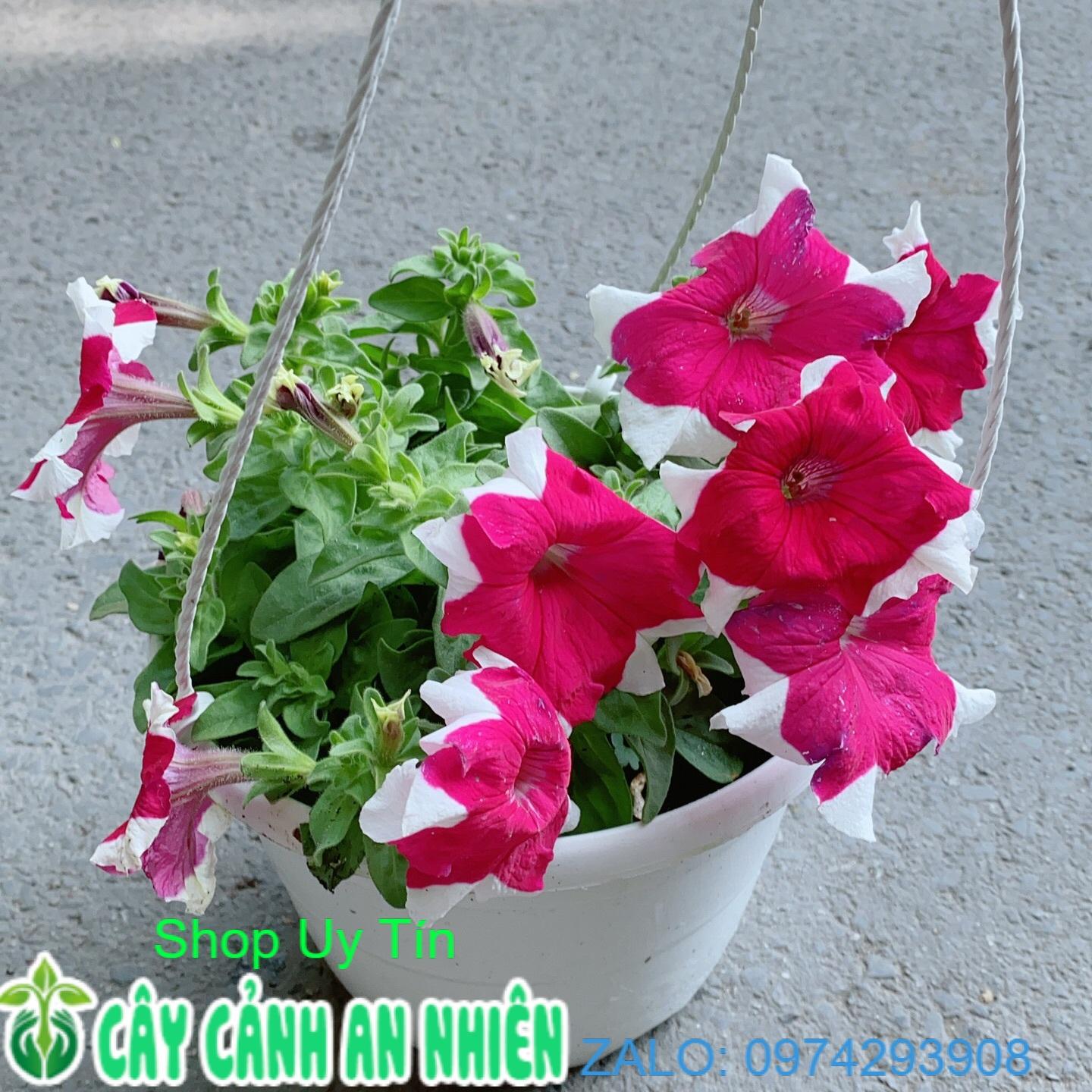 Chậu Hoa Dạ Yến Thảo