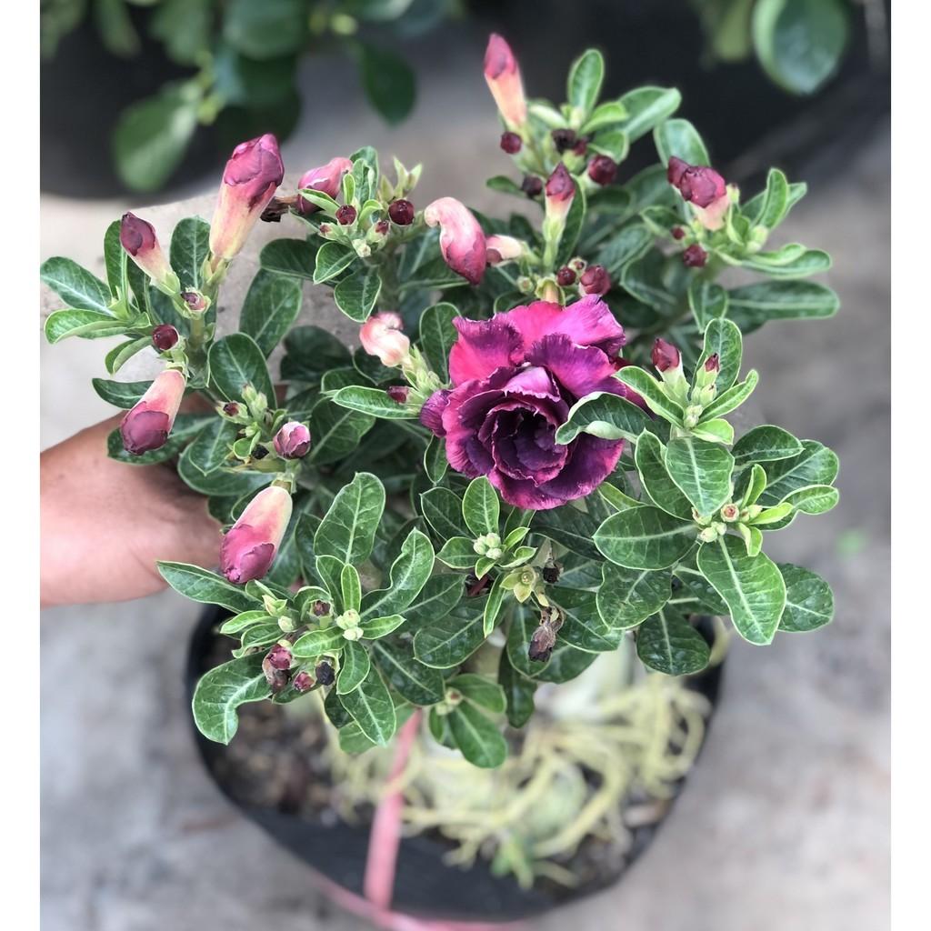 Chậu sứ Thái bông kép gốc to ST14