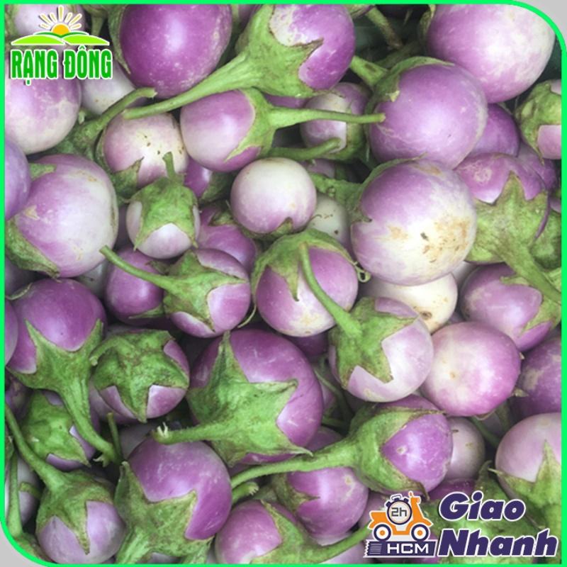 Hạt giống Cà Pháo Tím Rado 73 (0,5g~100 hạt) nảy mầm tốt, kháng bệnh, trồng quanh năm  - Hạt giống Rạng Đông
