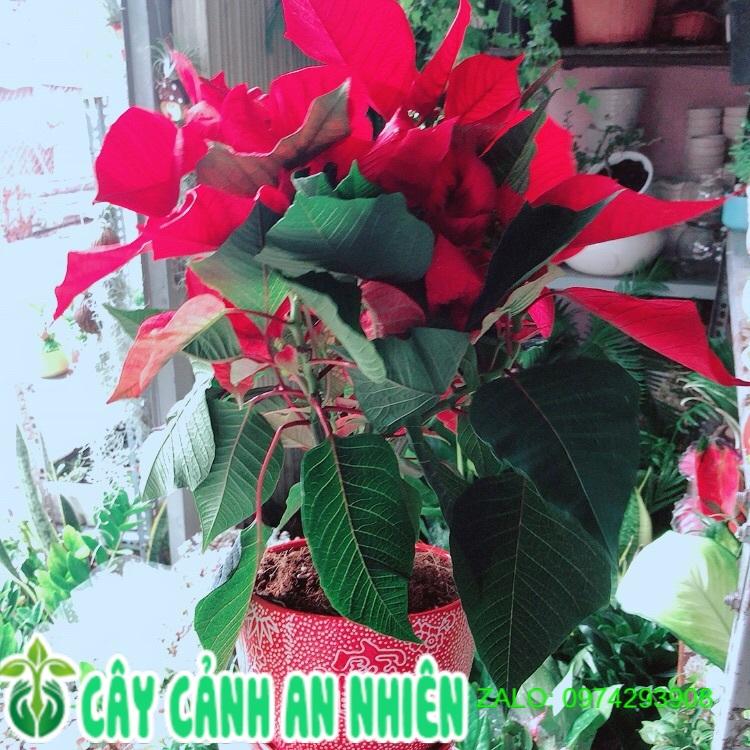 Chậu Cây Trạng Nguyên