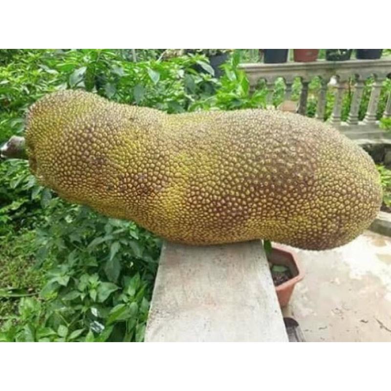 Cây giống mít dài Malaysia cho trái to dài,múi dai, ăn ngọt.