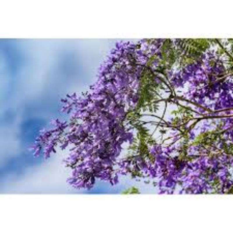 Hoa phượng tím chùm ớt đà lạt- hàng gửi đi nguyên bầu giống