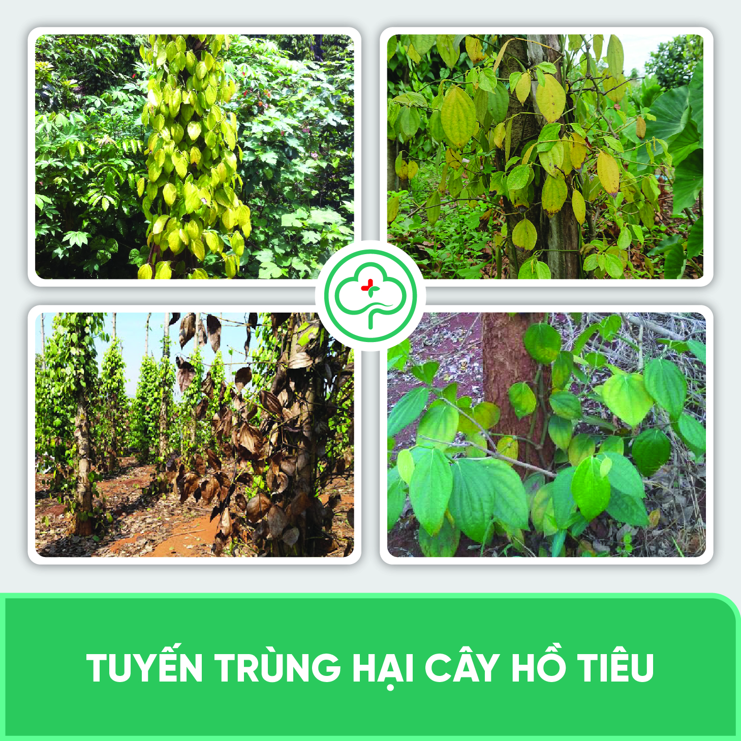 Phân bón đặc trị tuyến trùng rễ, phục hồi cây vàng lá, còi cọc, kém phát triển BS08 Tigon 500g NSX Bacsicayxanh