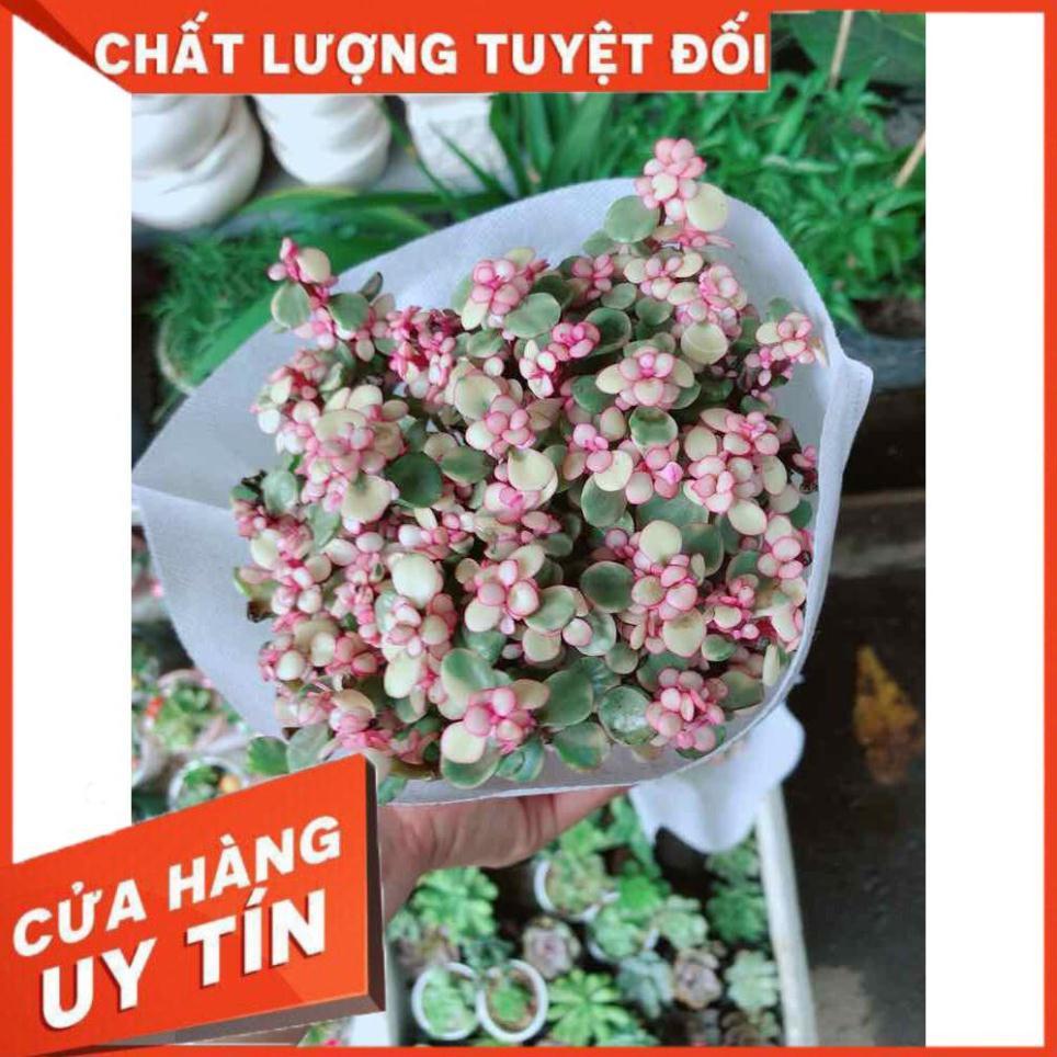 Đô la hồng Nhiều Người Mua