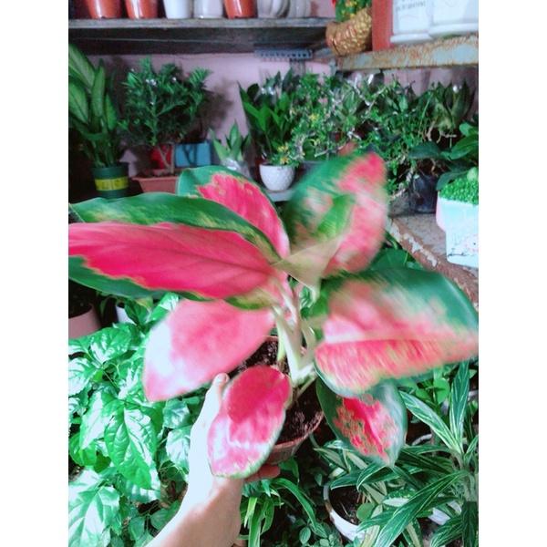 Cây Huyết Rồng