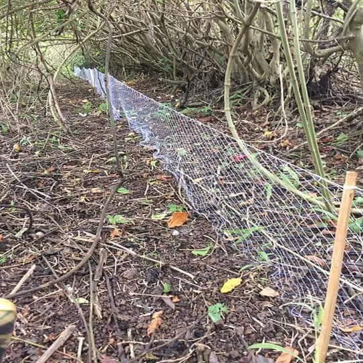 Lưới bẫy rắn 4cm dài 50m, được thắt chống xô 2 đầu, Thắt chống gió bằng sợi dù hoặc sợi etilen